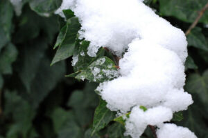 Gartenarbeit im Januar - Sträucher und Büsche vom Schnee befreien
