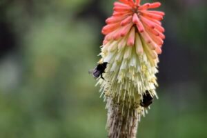 Fackellilie mit Insekten