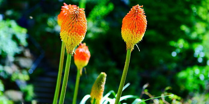 Fackellilie: Leuchtende Schönheit mit dem WOW-Effekt