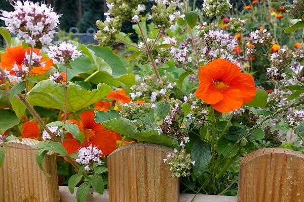 Gartenarbeit im März - Oregano und Kauzinerkresse vorziehen Gartenarbeit im März - Oregano und Kauzinerkresse vorziehen