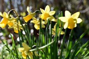 Gartenarbeit im März - Zwiebelblumen düngen