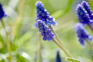 Gartenarbeit im März - blühende Traubenhyazinthen