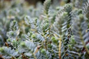 Walzen-Wolfsmilch im Garten