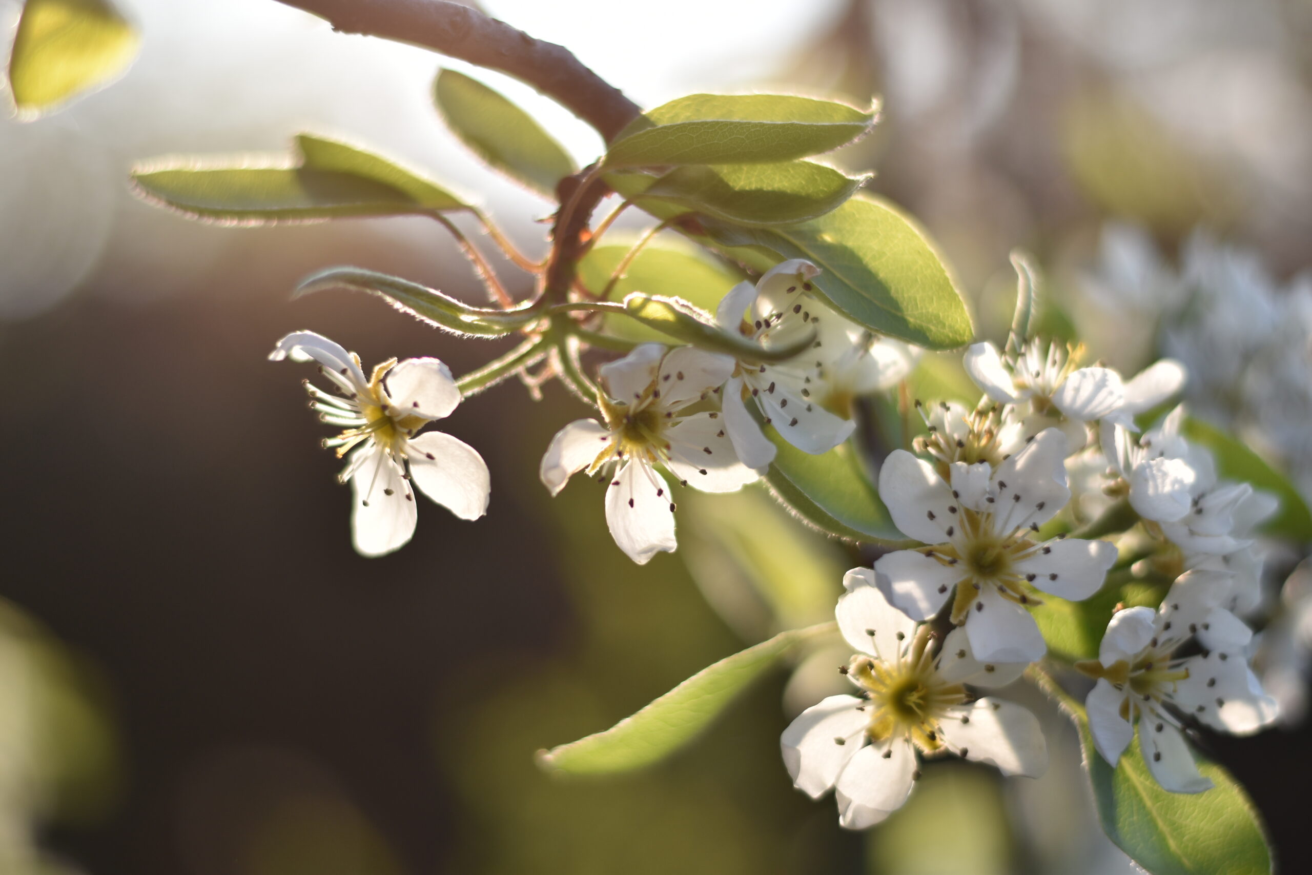 Gartenarbeit im April - Birnbaumblüten
