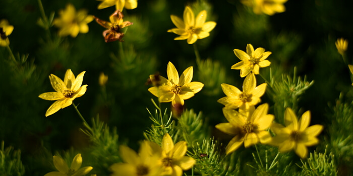 Balkonpflanzen mit gelben Blüten