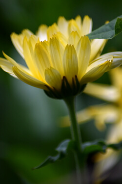 Balkonpflanzen mit gelben Blüten - Ringelblume