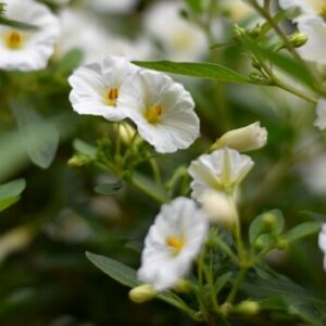Balkonpflanzen mit weißen Blüten