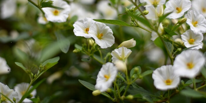 Balkonpflanzen mit weißen Blüten