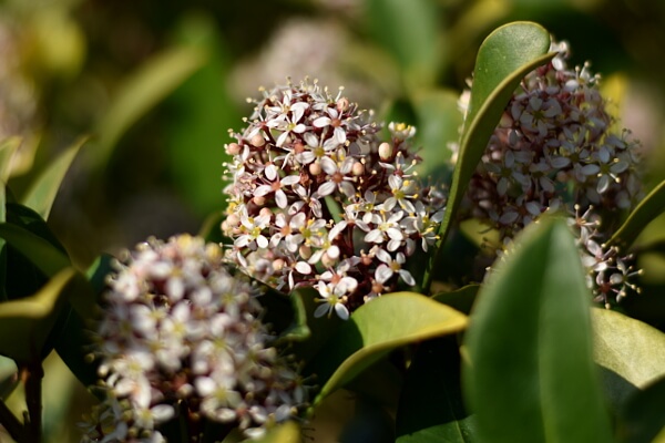 Balkonpflanzen mit weißen Blüten - Skimmie Balkonpflanzen mit weißen Blüten - Skimmie