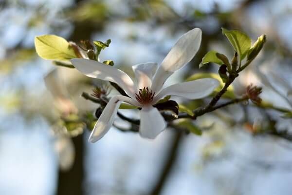 Balkonpflanzen mit weißen Blüten - Sternmagnolie Balkonpflanzen mit weißen Blüten - Sternmagnolie