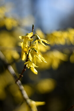 Gartenarbeit im April - Forsythie nach der Blüte schneiden Gartenarbeit im April - Forsythie nach der Blüte schneiden