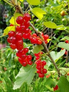 Gartenarbeit im April - Beerensträucher pflanzen