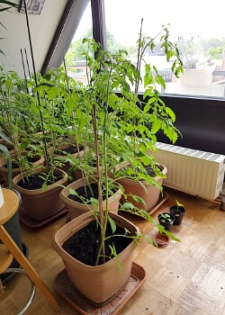 Gartenarbeit im Mai - Tomaten