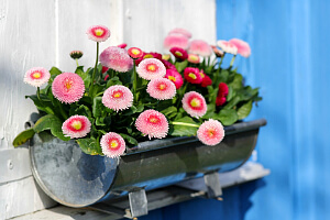 blühende Maßliebchen in einem Blumenkasten