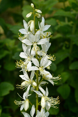 weißer blühender Diptam