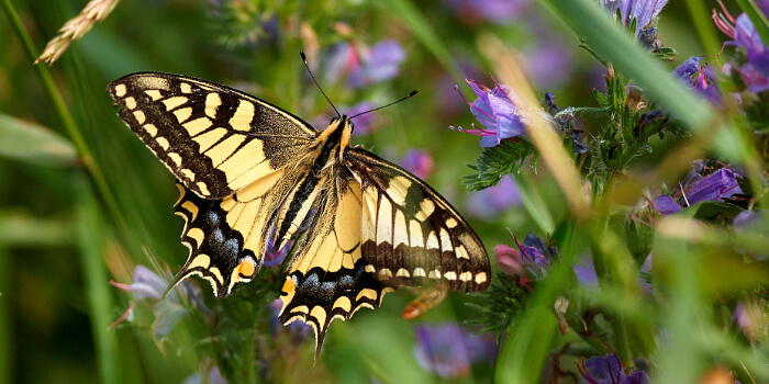 Mit Pflanzenvielfalt Schmetterlinge in den Garten locken