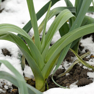 Wintergemüse - Lauch im Schnee