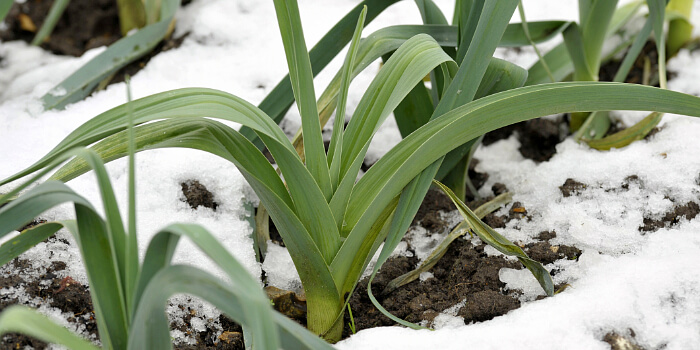 Wintergemüse trotzt den Temperaturen in der kalten Jahreszeit