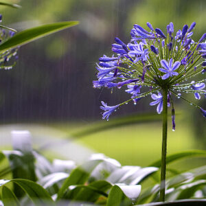 blaue Schmucklilie im Garten