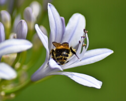 Schmucklilie mit Hummel