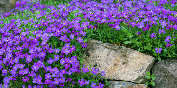 Blaukissen – sonnenverliebtes Mauerblümchen
