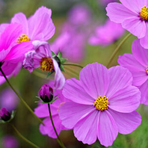 Schmuckkörbchen - Cosmea - Kosmee
