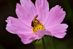 Blühendes Schmuckkörbchen - Cosmea - Kosmee mit Insekt