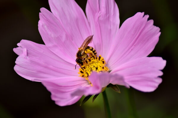 Blühendes Schmuckkörbchen - Cosmea - Kosmee mit Insekt Blühendes Schmuckkörbchen - Cosmea - Kosmee mit Insekt