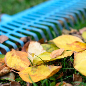 Laub im Herbst