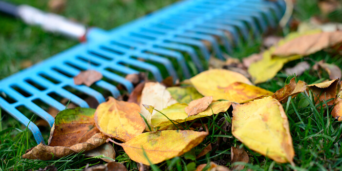 Laub im Herbst