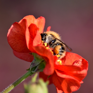 Blühende Rote Nelkenwurz mit einer Wildbiene