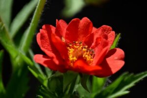 Rote Nelkenwurz - einzelne Blüte im Sonnenlicht