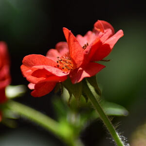 Rote Nelkenwurz - einzelne Blüte im Sonnenlicht