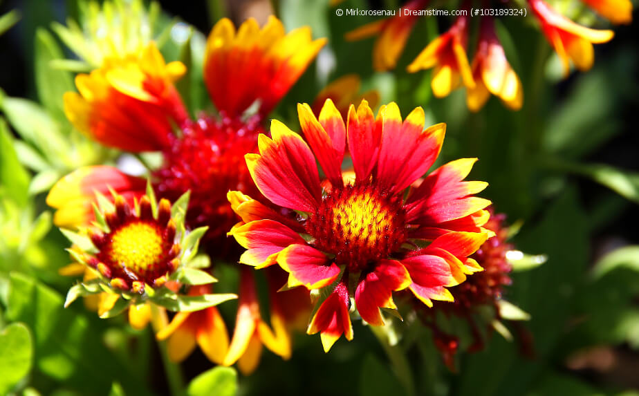 Blühende Kokardenblume