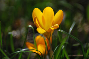 Garten im Frühling - gelbe Krokusse
