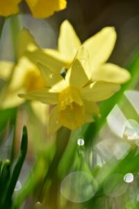 Garten im Frühling - gelbe Osterglocken