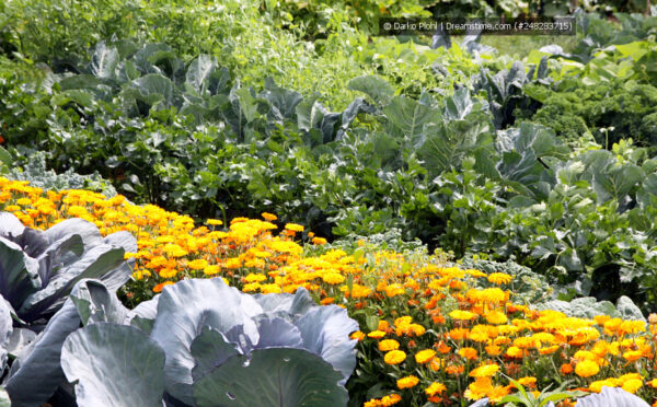 Die Mischkultur im Garten – auf eine gute Nachbarschaft kommt es an!