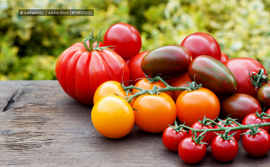 bunte Tomaten - Tomatenpflanzen