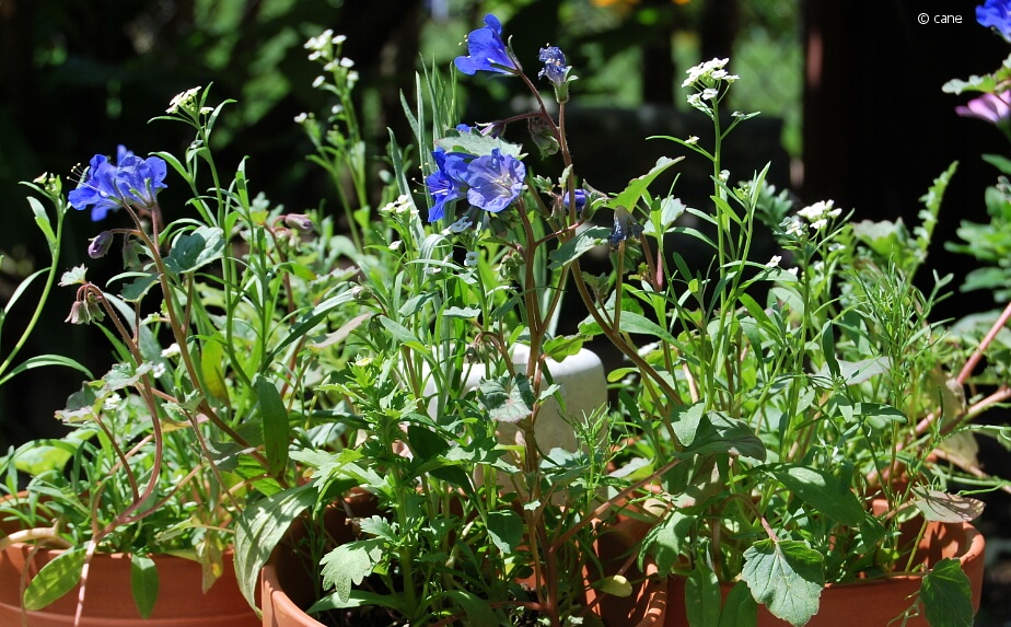 Sommerliche Balkonbepflanzung mit verschiedenen einjährigen Blumen