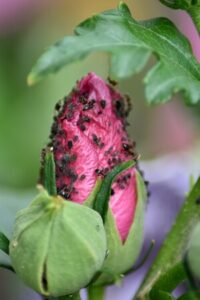 Blattläuse auf einer Hibiskus-Blütenknospe