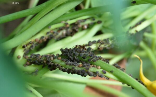 Blattlausbefall: Was hilft gegen Blattläuse im Garten und auf dem Balkon?