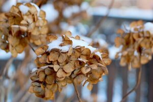 Garten im Winter - Hortensie mit Schneehaube