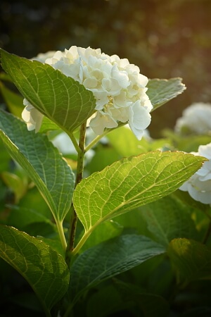 Hortensie mit weißen Scheinblüten