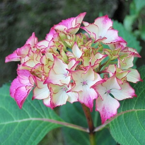 Blütenstand einer Hortensie