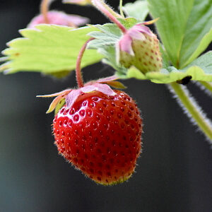 Nährstoffansprüche von Erdbeeren