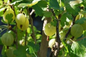 Grüne Stachelbeeren am Strauch