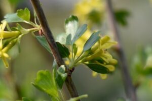 Gelbe Blüten einer Stachelbeere