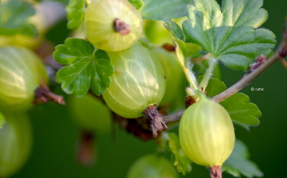 Grüne Stachelbeeren am Strauch