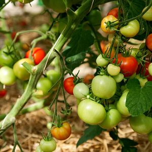 Tomatenpflanzen im Nutzgarten - Tomaten ausgeizen