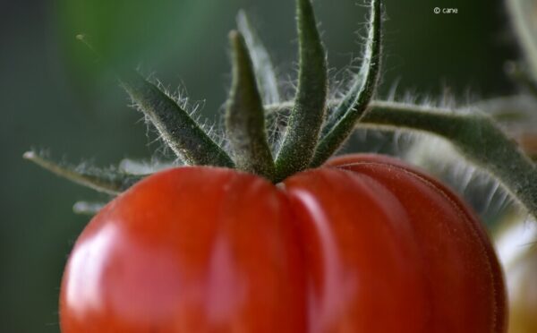 Tomaten ausgeizen für eine reiche Ernte